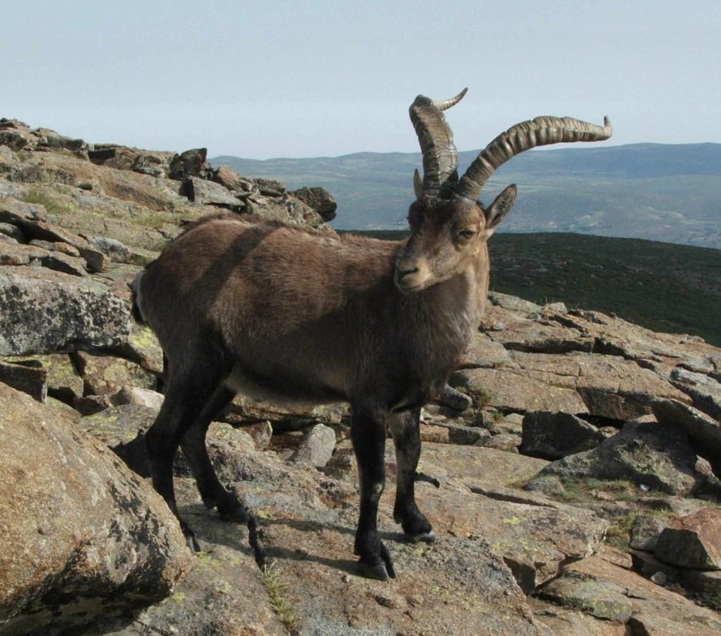 El Nido De Gredos Cuco Apartamento Con Chimenea Navarredonda Esterno foto