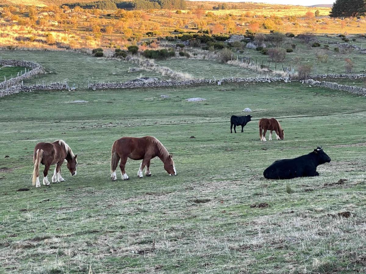 El Nido De Gredos Cuco Apartamento Con Chimenea Navarredonda Esterno foto